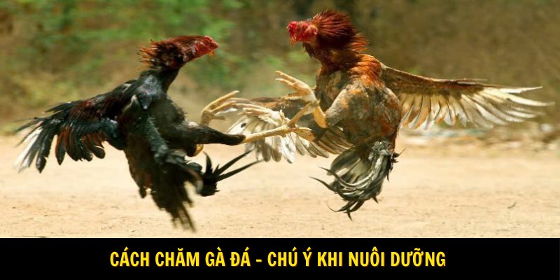 Cách chăm gà đá - Chú ý khi nuôi dưỡng 