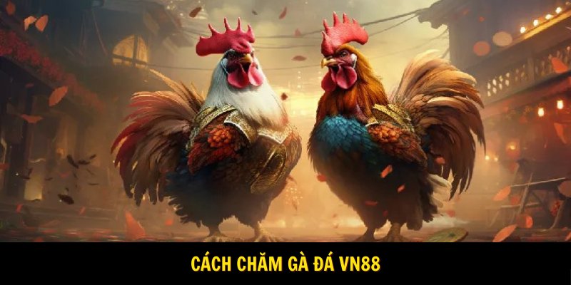 Cách chăm gà đá khoa học cho huấn luyện viên 