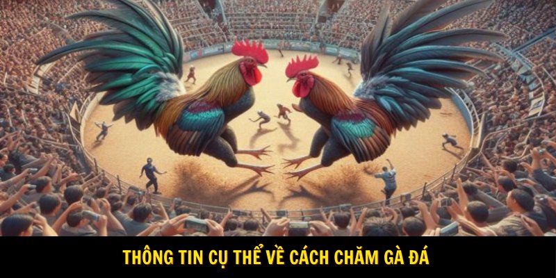 Thông tin cụ thể về cách chăm gà đá 
